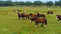 Au galop ! Nouvelles arrivées
