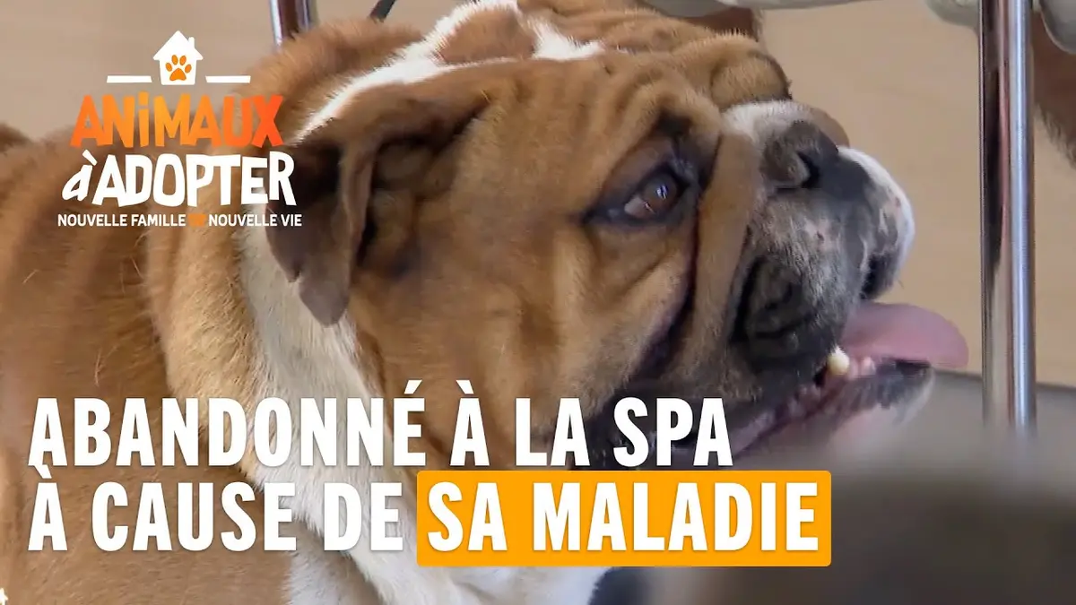 replay de Oscar abandonné à la SPA à cause de sa maladie - Animaux à adopter