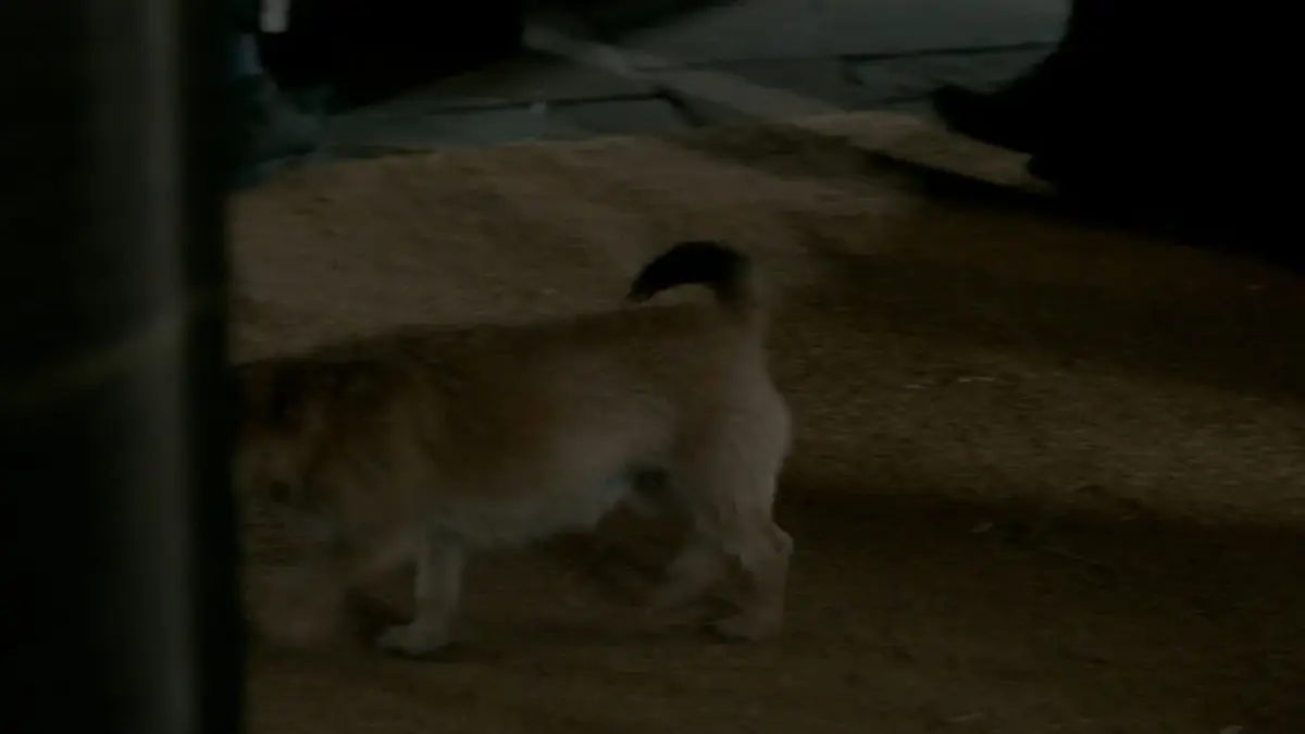 replay de Outlander : S2 E3 - La partition de musique