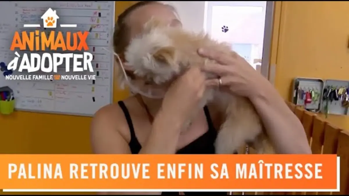 replay de Palina, la jeune Yorkshire qui s'était perdue, retrouve sa maîtresse - Animaux à Adopter