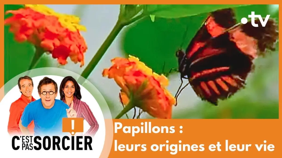 replay de Papillons : leurs origines et leur vie - C'est pas sorcier [Intégrale]