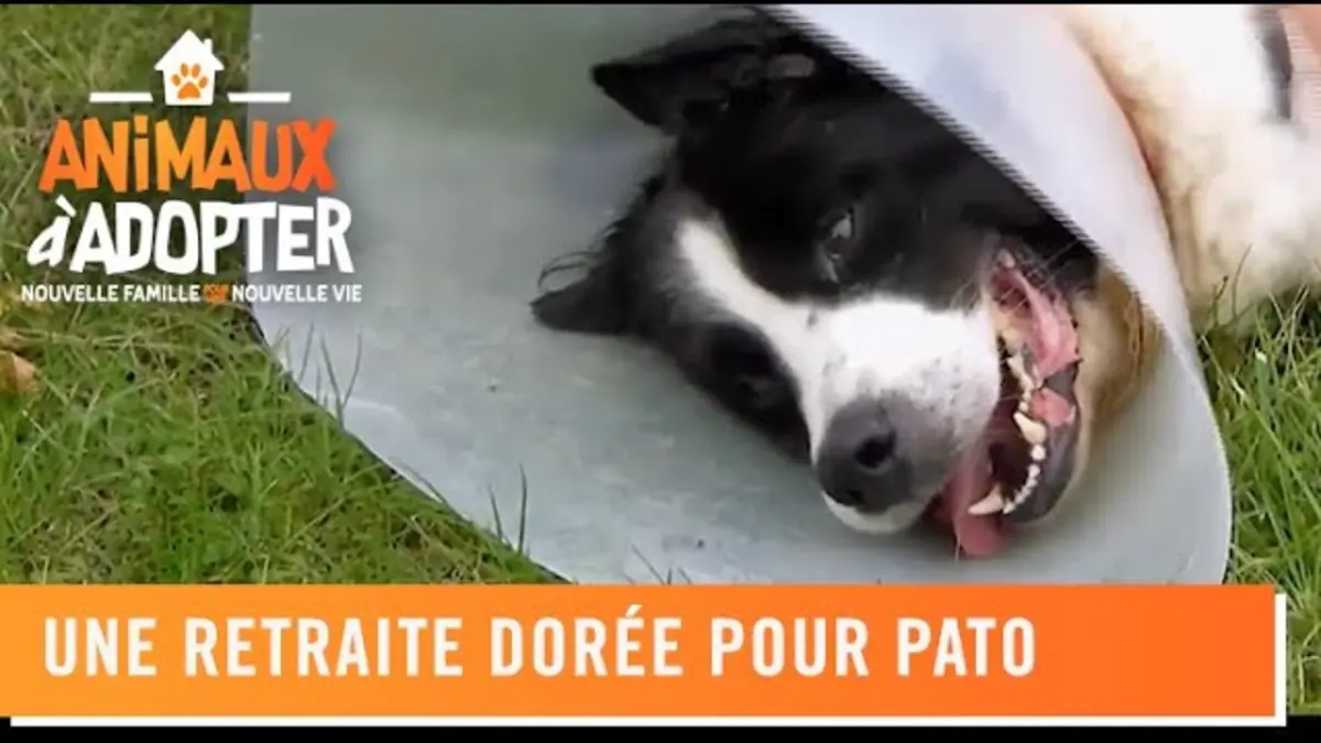 replay de Pato, le chien âgé du refuge se fait adopté par une famille