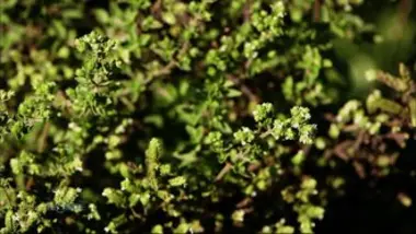 Paysans du monde - Suisse