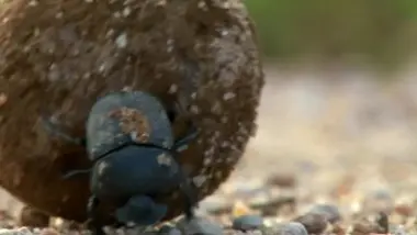 Peau de Crapaud