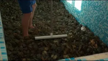 Pêcheur de crabes verts dans le bassin d'Arcachon