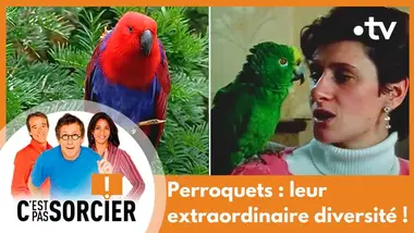 Perroquets : leur extraordinaire diversité ! - C'est pas sorcier [Intégrale]