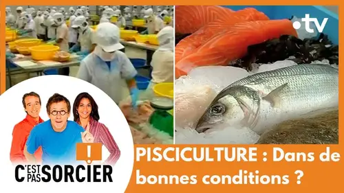 replay de PISCICULTURE : Dans de bonnes conditions ? - C'est pas sorcier [Intégrale]
