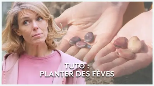 replay de Planter des fèves - Les potagers de Julie