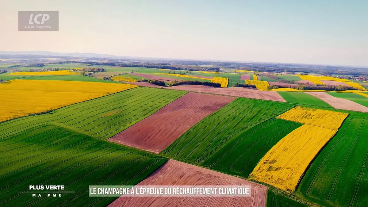replay de Plus verte ma PME - Le champagne à l'épreuve du réchauffement climatique