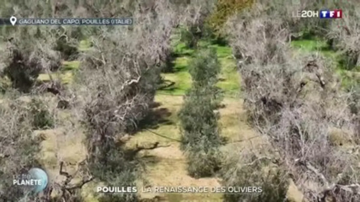 replay de Pouilles : la renaissance des oliviers
