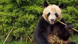 Pourquoi la Chine confie-t-elle des pandas à la France ?