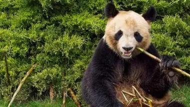 Pourquoi la Chine confie-t-elle des pandas à la France ?