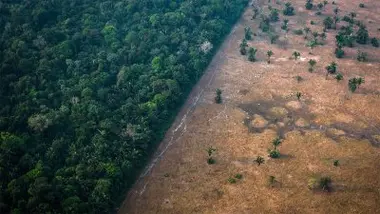 Pourquoi la déforestation est-elle un danger pour la planète ?