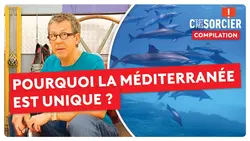 Pourquoi la Méditerranée est unique ? - C'est pas sorcier
