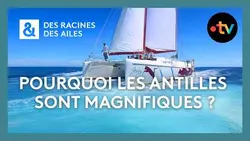 Pourquoi les Antilles sont magnifiques ? - Des racines et des ailes