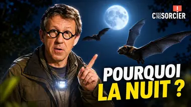 Pourquoi les chauves-souris sortent la nuit ? - C'est pas sorcier