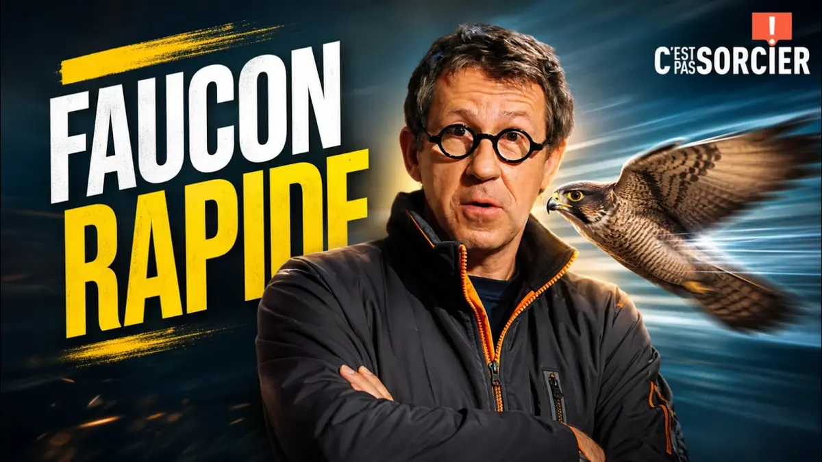 Pourquoi les faucons sont aussi rapides ? - C'est…