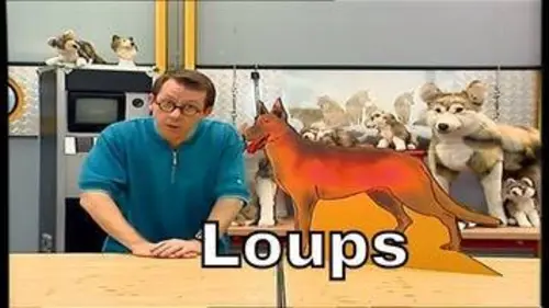 replay de Pourquoi les loups tirent-ils la langue ? - C'est Pas Sorcier