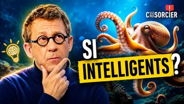 Pourquoi les poulpes sont si intelligents ? - C'est pas sorcier