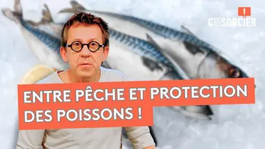 Pourquoi les stocks de poissons diminuent ? - C'est pas sorcier