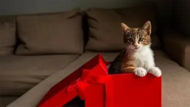 Pourquoi offrir un animal en cadeau n'est pas une bonne idée ?