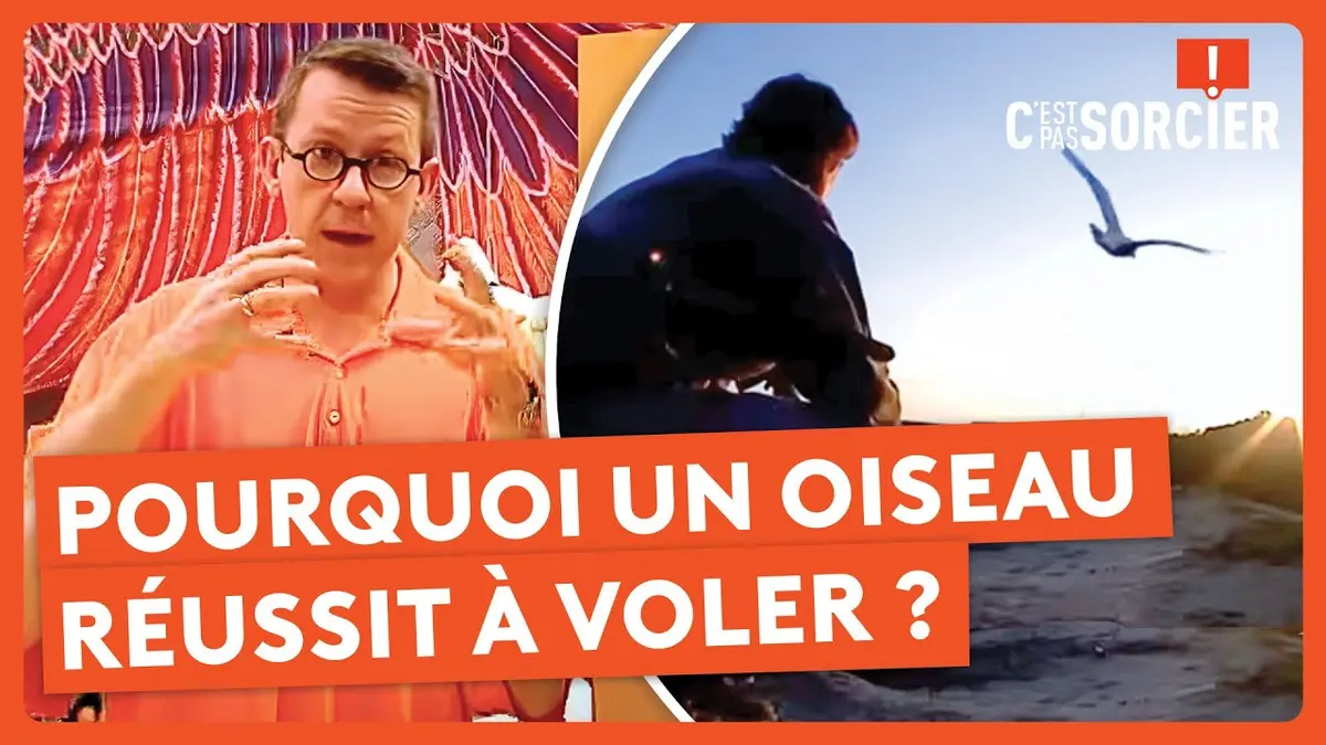replay de Pourquoi un oiseau réussit à voler ? - C'est pas sorcier