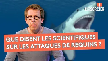 Pourquoi y a-t-il des attaques de requins ? - C'est pas sorcier