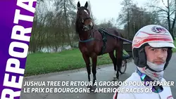 Prix de Bourgogne - Amerique Races Q5 : Jushua Tree peaufine sa préparation à Grosbois