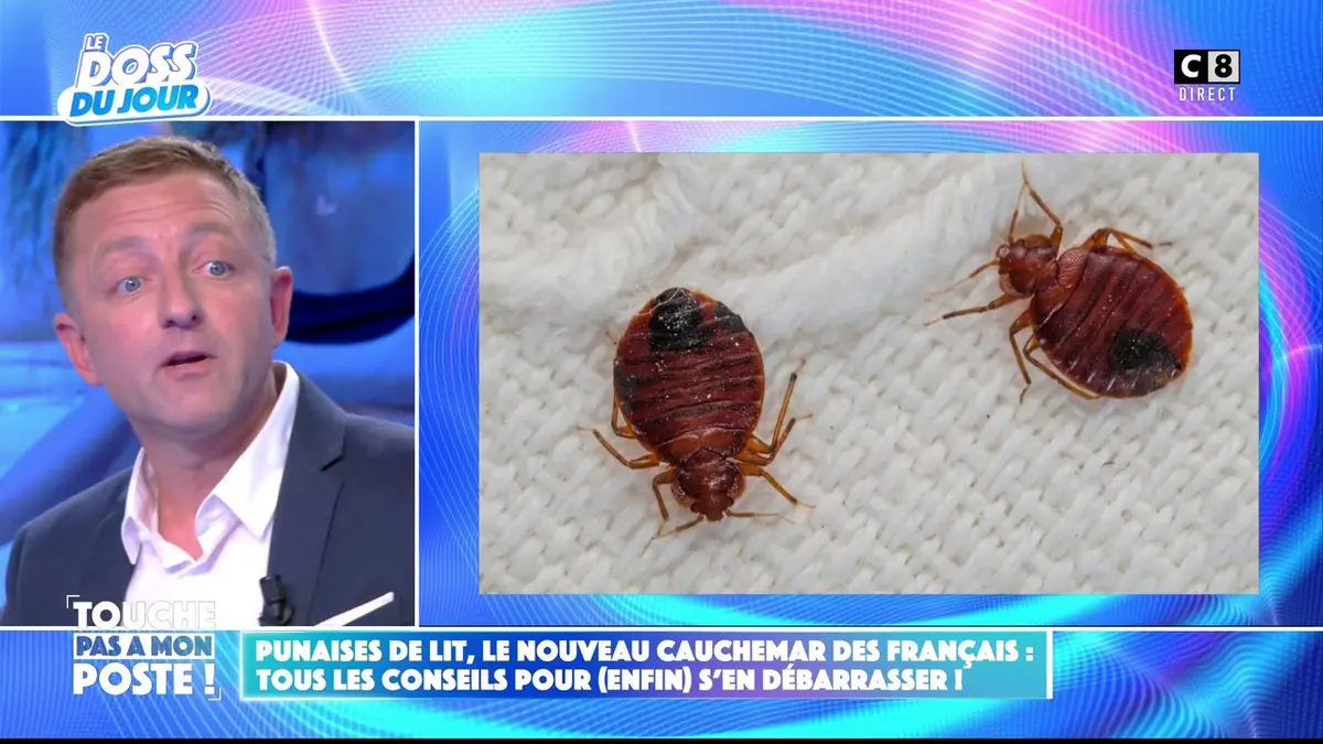 replay de Punaises de lit : tous les conseils pour s’en débarrasser !