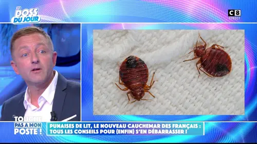 replay de Punaises de lit : tous les conseils pour s’en débarrasser !