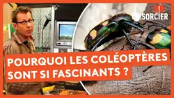 Qu’est-ce qui rend les coléoptères si fascinants ? - C'est pas sorcier
