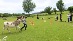 Quand les ânes entrent dans la course