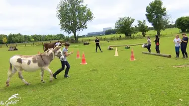 Quand les ânes entrent dans la course