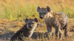 Quand les hyènes défient les lions : Le duel des prédateurs