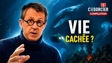 Que cache la vie sous l’océan ? - C'est pas sorcier