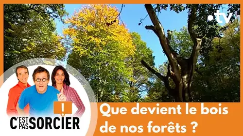 replay de Que devient le bois de nos forêts ? - C'est pas sorcier [Intégrale]