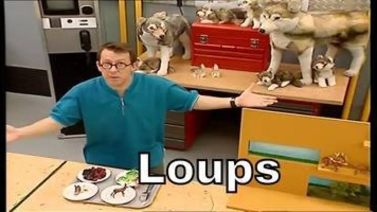 replay de Que mangent les loups ? - C'est Pas Sorcier