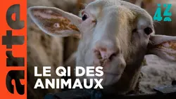 Que ressentent nos animaux d'élevage ? | 42 - La réponse à presque tout | ARTE
