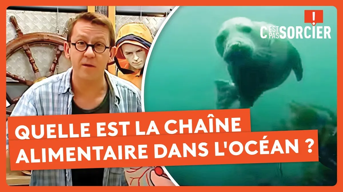 replay de Quelle est la chaîne alimentaire dans l'océan ? - C'est pas sorcier