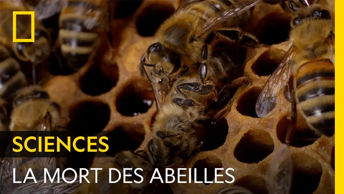 Quelle odeur à la mort chez les abeilles ?