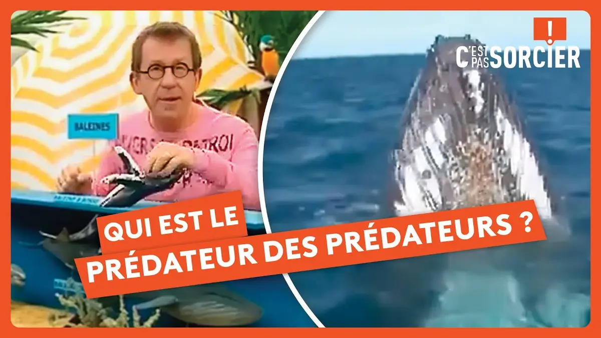 replay de Qui sont les prédateurs des prédateurs ? - C'est pas sorcier