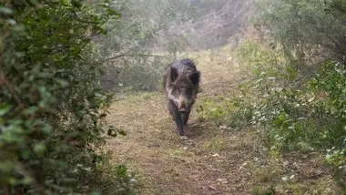 Qui va à la chasse perd sa place