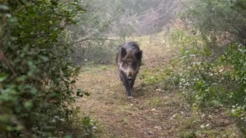 Candice Renoir S09E07 Qui va à la chasse perd sa place