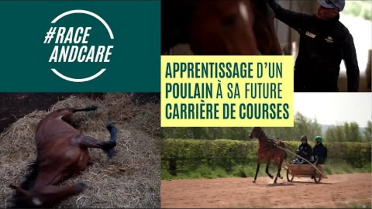 replay de RACE AND CARE | APPRENTISSAGE D'UN POULAIN A SA FUTURE CARRIÈRE DE COURSE