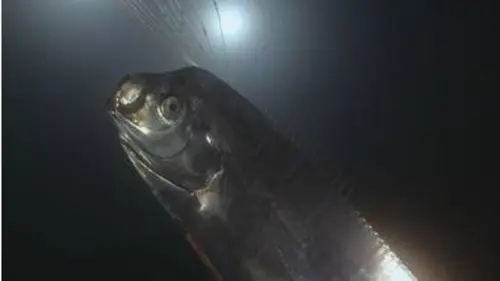 replay de Régalec, premiers contacts avec le poisson roi