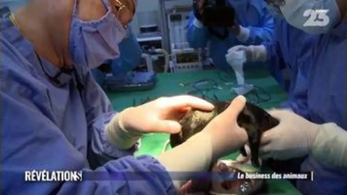 replay de Révélations - Le business des animaux - Replay