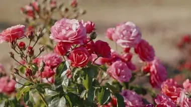 Roses de légendes