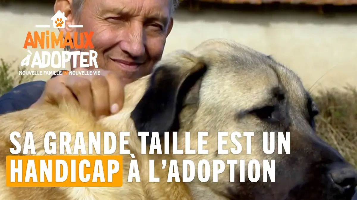 replay de Sa grande taille est un handicap à son adoption - Animaux à adopter