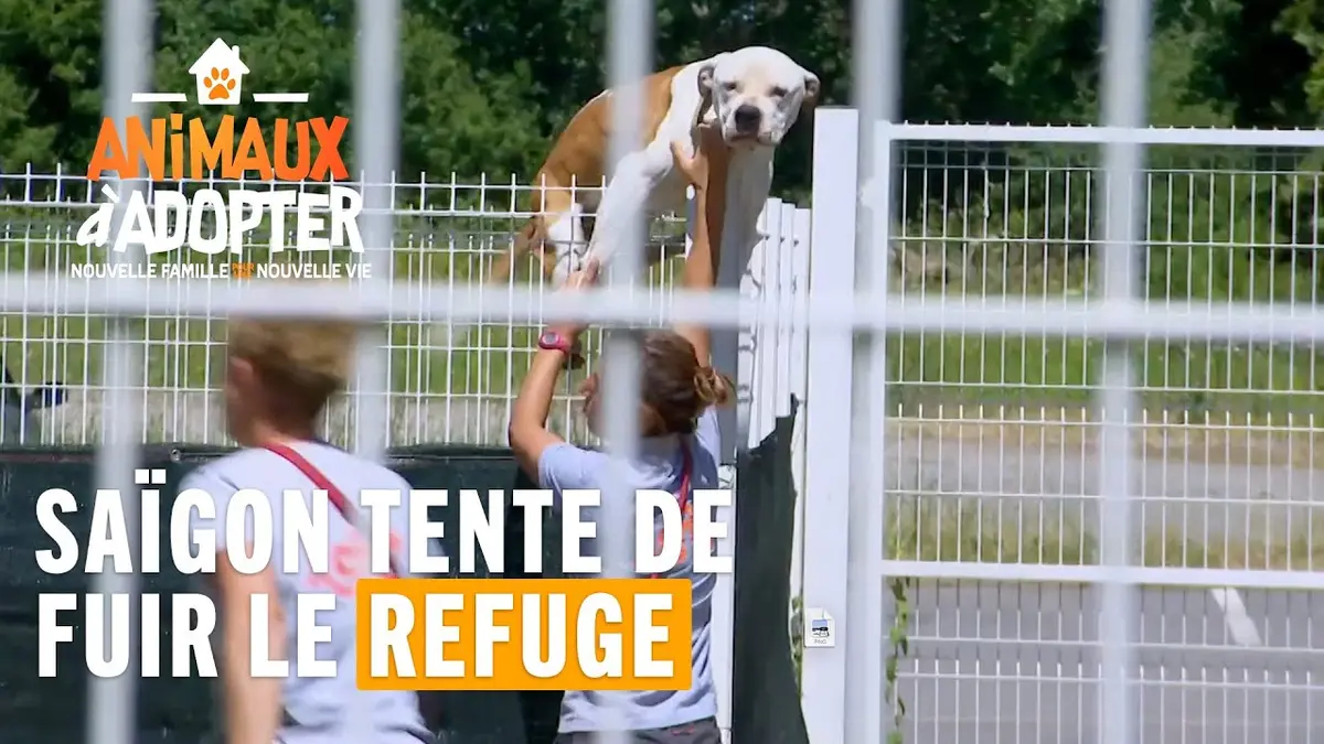 replay de Saïgon tente de fuir le refuge ! Animaux À Adopter