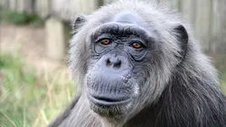 Sauver les orphelins